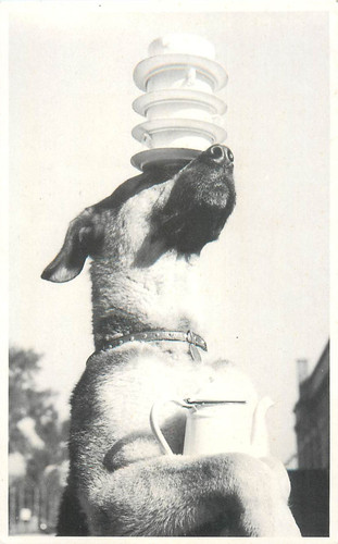 B548 statica animale foto - animale,