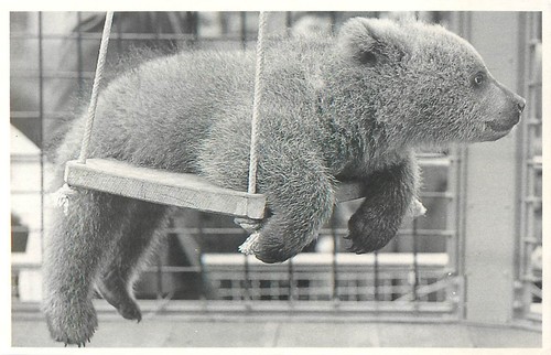 B548 statica animale - statica, foto