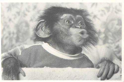 B548 statica animale foto - statica,